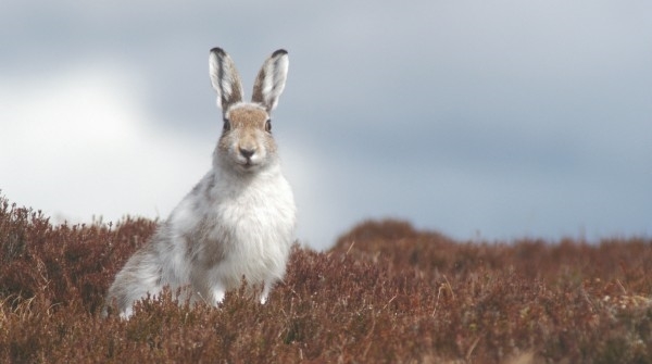 Mountain Hare 2 Scott Newey Small