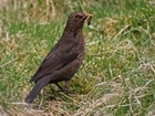 New records set in 2019 Big Farmland Bird Count