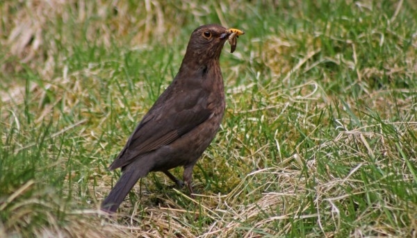 Blackbird Auchnerran