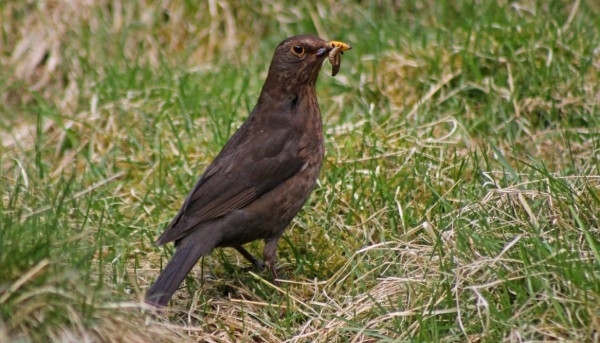 Blackbird Auchnerran Blackbird Auchnerran