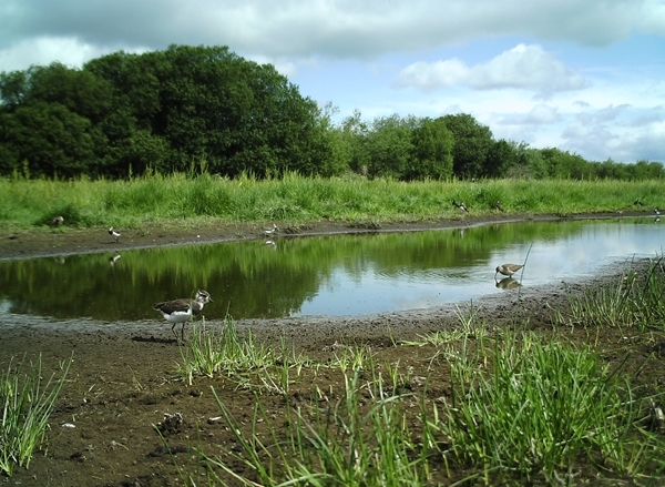 Lapwing Lapwing