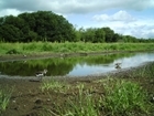 Waders making a comeback in the Avon Valley