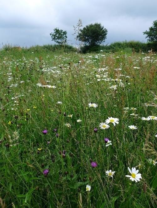 Wildflower Mix