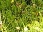 Can your farmland birds find enough food?
