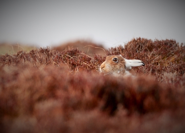 Mountain Hare (Pace Productions)