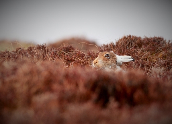 Mountain Hare (Pace Productions) Mountain Hare (Pace Productions)