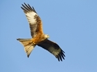 Red kites still capable of scavenging for food: Our letter published in The Times