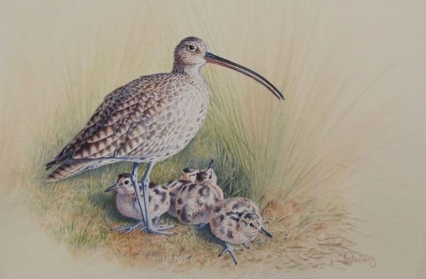 Curlew _print _1024x 1024@2x