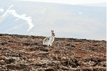 Mountain hare