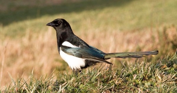Magpie -2-wwwdavidmasonimagescom Magpie -2-wwwdavidmasonimagescom