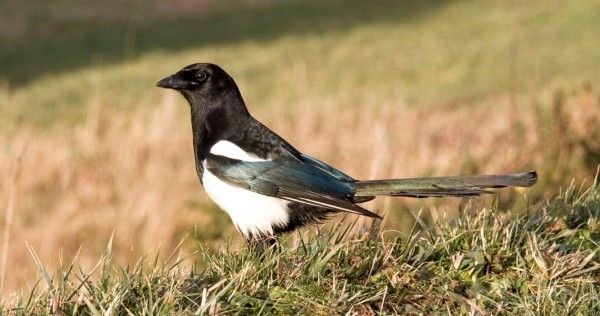 Magpie -2-wwwdavidmasonimagescom