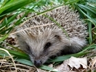 Hedgehog numbers have halved, but it’s quite wrong to attribute this to the loss of hedgerows: Our letter sent to The Guardian