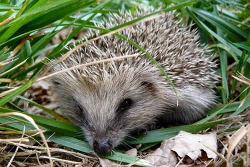European Hedgehog European Hedgehog