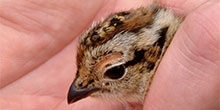 Does treating sheep for ticks reduce red grouse tick burdens?