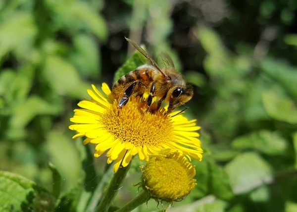 Bee _collecting _pollen