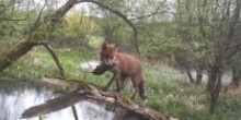 The Fox Appeal
