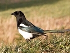 Absence of evidence and lethal control of corvid birds
