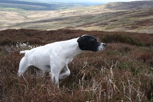 Zola Pointing Grouse